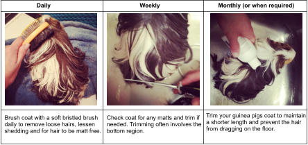 Brush coat with a soft bristled brush  daily to remove loose hairs, lessen shedding and for hair to be matt free. Daily 	 Check coat for any matts and trim if  needed. Trimming often involves the  bottom region. 	  Weekly Monthly (or when required) Trim your guinea pigs coat to maintain  a shorter length and prevent the hair  from dragging on the floor.