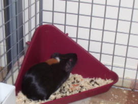 Litter Training Guinea Pigs 