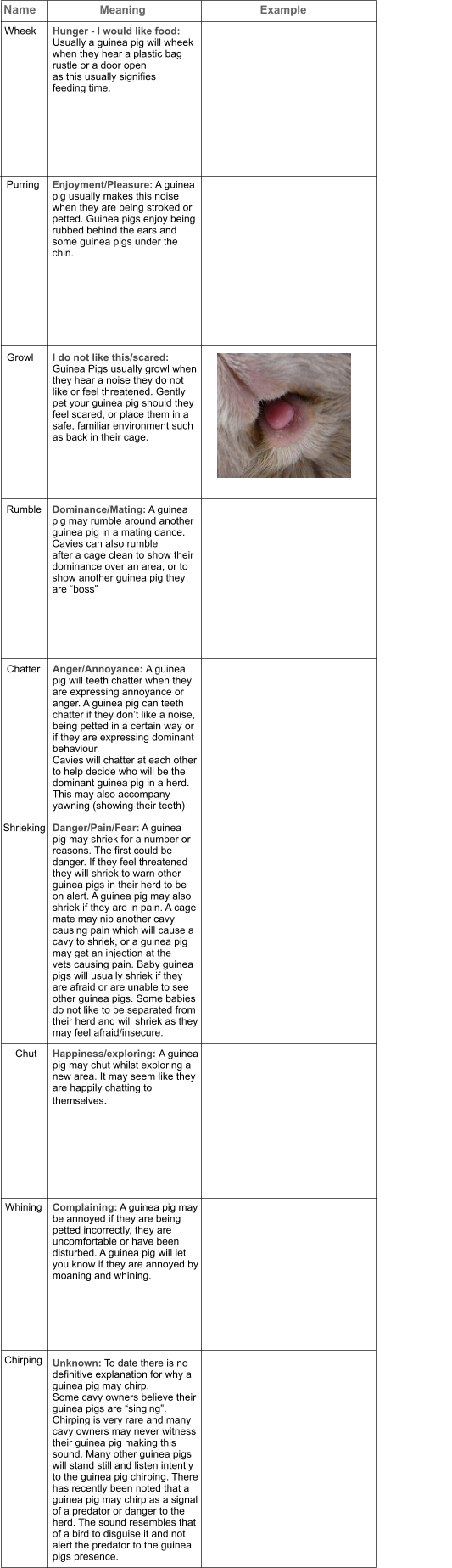 Name     		Meaning  				Example				           Wheek	  	 Hunger - I would like food:  Usually a guinea pig will wheek  when they hear a plastic bag  rustle or a door open  as this usually signifies  feeding time.   Purring  Enjoyment/Pleasure: A guinea pig usually makes this noise  when they are being stroked or  petted. Guinea pigs enjoy being rubbed behind the ears and  some guinea pigs under the  chin.   Growl I do not like this/scared:  Guinea Pigs usually growl when they hear a noise they do not  like or feel threatened. Gently  pet your guinea pig should they  feel scared, or place them in a  safe, familiar environment such  as back in their cage.    Rumble	 Dominance/Mating: A guinea  pig may rumble around another  guinea pig in a mating dance.  Cavies can also rumble after a cage clean to show their  dominance over an area, or to  show another guinea pig they  are “boss” Chatter Anger/Annoyance: A guinea  pig will teeth chatter when they  are expressing annoyance or  anger. A guinea pig can teeth  chatter if they don’t like a noise,  being petted in a certain way or  if they are expressing dominant  behaviour.  Cavies will chatter at each other to help decide who will be the  dominant guinea pig in a herd.  This may also accompany  yawning (showing their teeth)  Shrieking Danger/Pain/Fear: A guinea  pig may shriek for a number or  reasons. The first could be  danger. If they feel threatened  they will shriek to warn other  guinea pigs in their herd to be  on alert. A guinea pig may also  shriek if they are in pain. A cage  mate may nip another cavy  causing pain which will cause a  cavy to shriek, or a guinea pig  may get an injection at the  vets causing pain. Baby guinea  pigs will usually shriek if they  are afraid or are unable to see  other guinea pigs. Some babies  do not like to be separated from  their herd and will shriek as they  may feel afraid/insecure.   Chut	 Happiness/exploring: A guinea  pig may chut whilst exploring a  new area. It may seem like they  are happily chatting to  themselves.  Whining  Complaining: A guinea pig may  be annoyed if they are being  petted incorrectly, they are  uncomfortable or have been  disturbed. A guinea pig will let  you know if they are annoyed by  moaning and whining.  Chirping  Unknown: To date there is no  definitive explanation for why a  guinea pig may chirp.  Some cavy owners believe their  guinea pigs are “singing”.  Chirping is very rare and many  cavy owners may never witness  their guinea pig making this  sound. Many other guinea pigs  will stand still and listen intently  to the guinea pig chirping. There  has recently been noted that a  guinea pig may chirp as a signal  of a predator or danger to the  herd. The sound resembles that  of a bird to disguise it and not  alert the predator to the guinea  pigs presence.