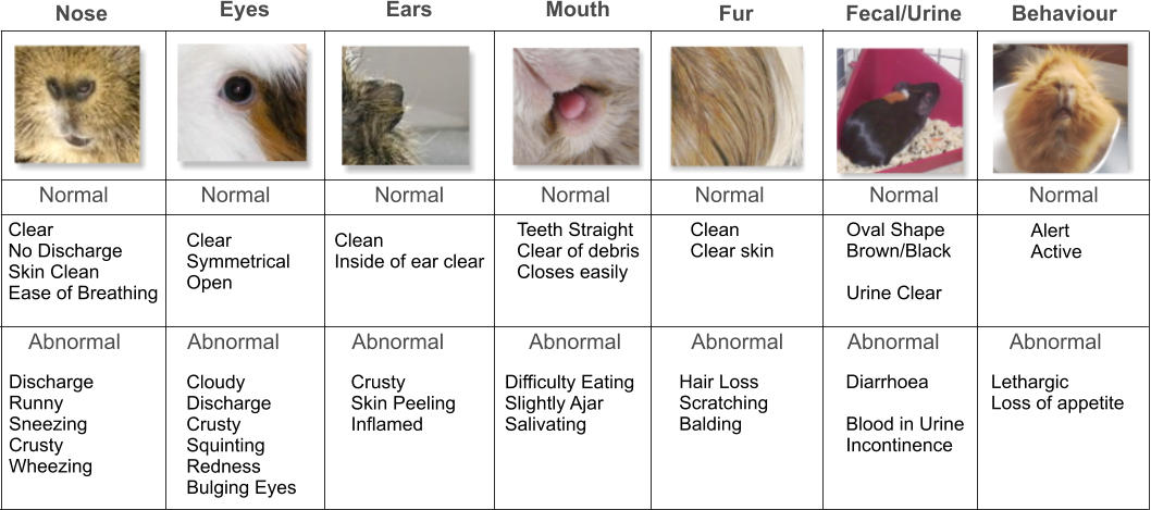 Nose Eyes Ears Mouth Fecal/Urine Fur Normal Normal Normal Normal Normal Normal Normal Clear No Discharge Skin Clean Ease of Breathing Clear Symmetrical Open Clean Inside of ear clear Teeth Straight Clear of debris Closes easily Clean Clear skin Oval Shape Brown/Black  Urine Clear  Alert Active Abnormal Abnormal Abnormal Abnormal Abnormal Abnormal Abnormal Discharge Runny Sneezing Crusty Wheezing Cloudy Discharge Crusty Squinting Redness Bulging Eyes Crusty Skin Peeling Inflamed Difficulty Eating Slightly Ajar Salivating Hair Loss Scratching Balding Diarrhoea  Blood in Urine Incontinence Lethargic Loss of appetite Behaviour